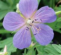 Geranium, Johnsons Blue