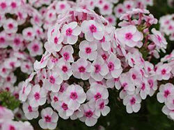 Phlox (Garden), Cherry Cream