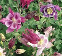 Columbine, Biedermeier Mix