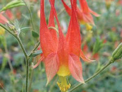 Columbine, Red