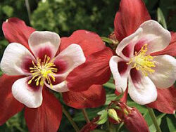 Columbine, Songbird Cardinal