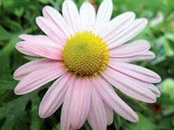 Garden Mum, Clara Curtis