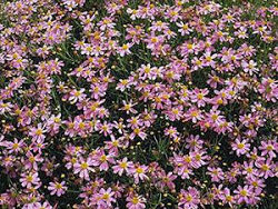 Coreopsis, Threadleaf