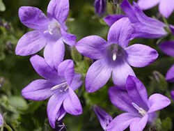 Bellflower, Takion Blue