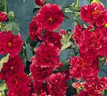 Hollyhock, Chaters Double Red