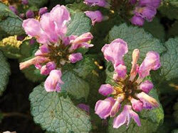 Lamium, Red Nancy