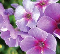 Phlox (Garden), Double Hitter
