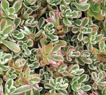 Stonecrop, Dragon's Blood Tricolor