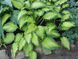 Hosta, Emerald Ruff Cut