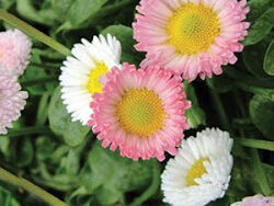 English Daisy, Pomponette Mix