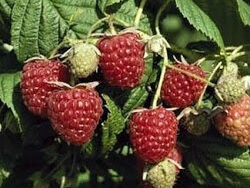 Raspberry, Autumn Bliss