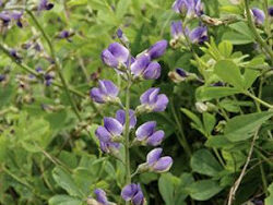 Blue False Indigo