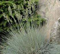 Grass, Fesue Elijah Blue