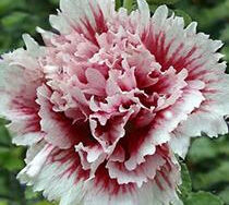 Hollyhock, Fiesta Time