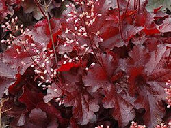 Coral Bells, Forever Red
