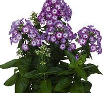 Phlox (Garden), Flame Purple Eye