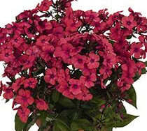 Phlox (Garden), Flame Red