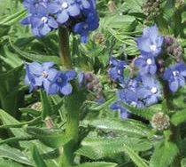 Forget Me Not, Blue Angel