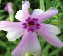 Phlox (Creeping), Fort Hill