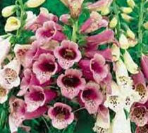 Foxglove, Foxy Mix