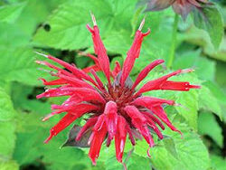 Bee Balm, Gardenview Scarlet