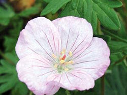Geranium, Vision Pink