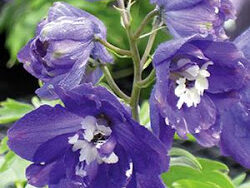 Delphinium, Magic Fountains Pacific Giants Black Knight