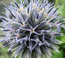 Globe Thistle