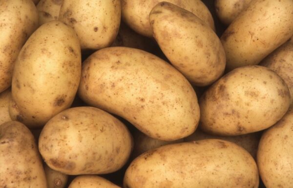 Potato, Gold Rush Russet