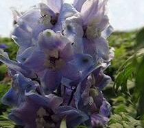 Delphinium, Guardian Lavender