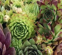 Hens & Chicks Mix