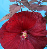 Hibiscus, Fleming Hardy Moulin Rouge