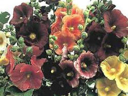 Hollyhock, Indian Spring
