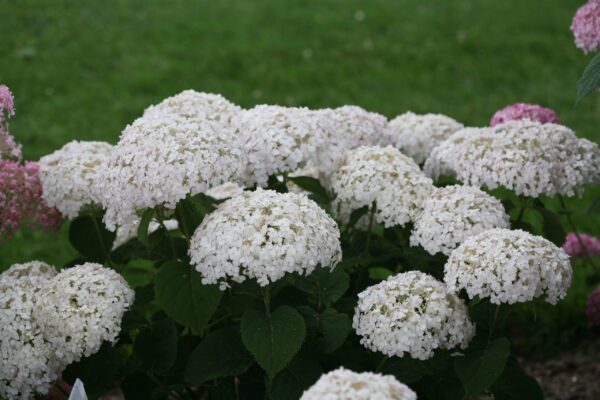 Hydrangea, Invincibelle Wee White®