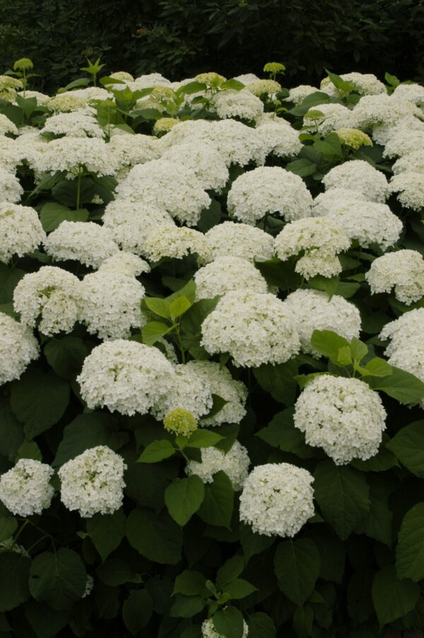 Hydrangea, Annabelle
