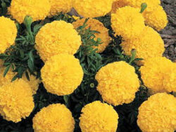 Inca Marigold, Yellow
