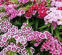 Dianthus, Indian Carpet