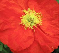 Iceland Poppy, Champagne Bubbles Orange