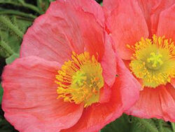 Iceland Poppy, Champagne Bubbles Pink