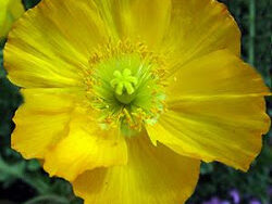 Iceland Poppy, Champagne Bubbles Yellow