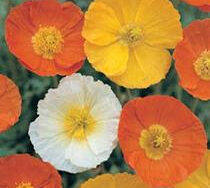 Iceland Poppy, Champagne Bubbles Summer Breeze Mix