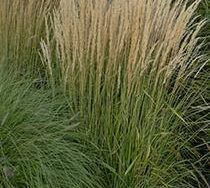 Grass, Karl Foerster