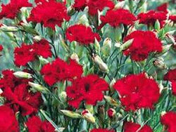 Carnation, Grenadin King of the Blacks