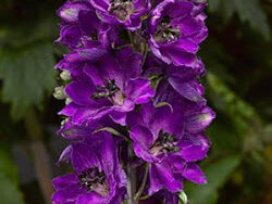 Delphinium, Dark Blue/Black Bee
