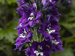 Delphinium, Dark Blue/White Bee