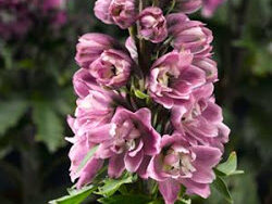 Delphinium, Rose/White Bee