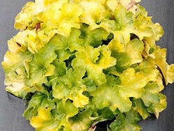 Coral Bells, Lemon Supreme