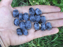 Honeyberry, Borealis