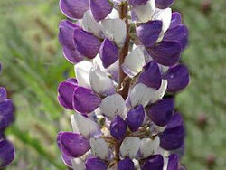 Lupine, Mini Gallery Blue Bicolor