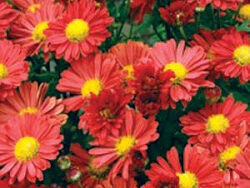 Mum, Mammoth Red Daisy